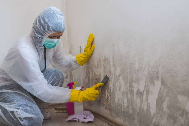 Professional Mold Removal in Boyce, LA