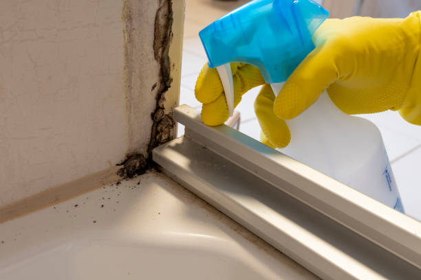 Best Crawl Space Mold Removal  in Boyce, LA