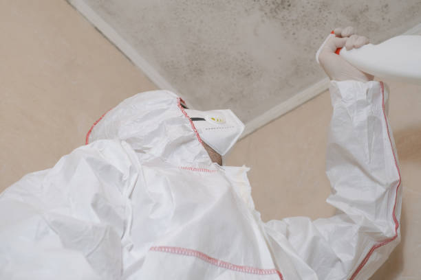 Best Commercial Mold Removal  in Boyce, LA