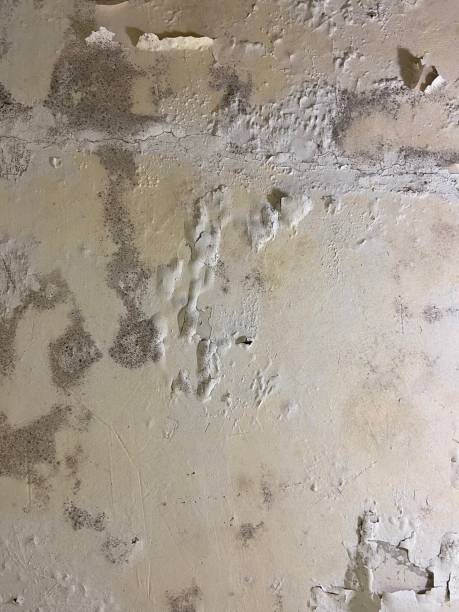 Best Certified Mold Removal  in Boyce, LA